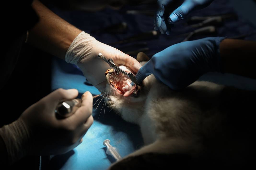 Konya'da balkondan düşen kediye insan tedavisi uygulandı 6